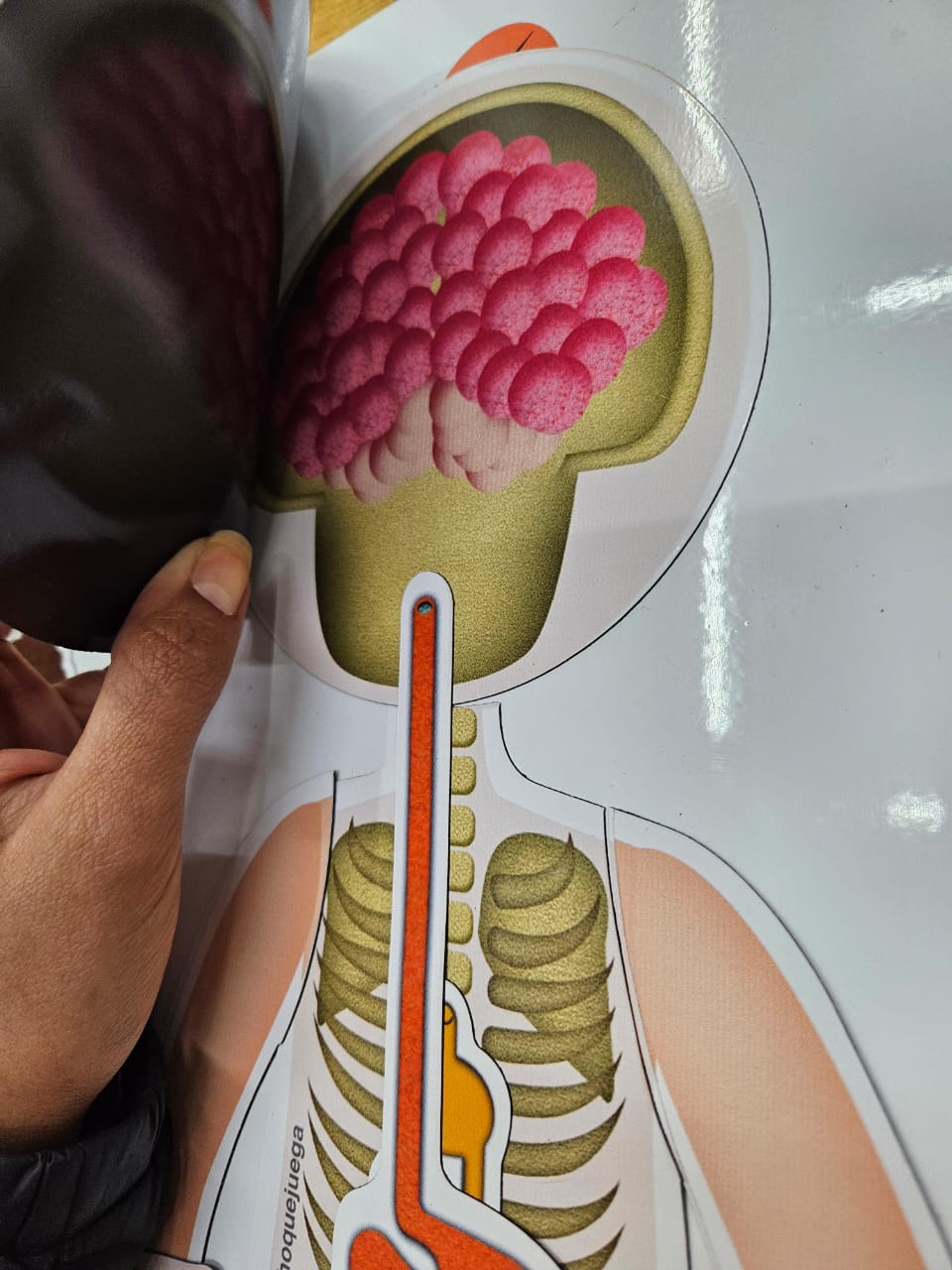 WhatsApp Image 2025-11-10 at 12.22.51 (1)